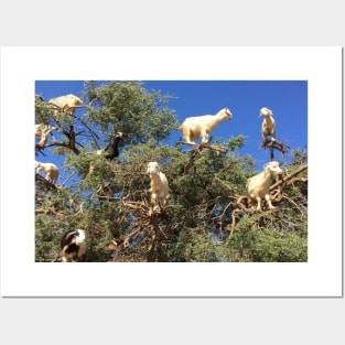 Goats in an argan tree Posters and Art